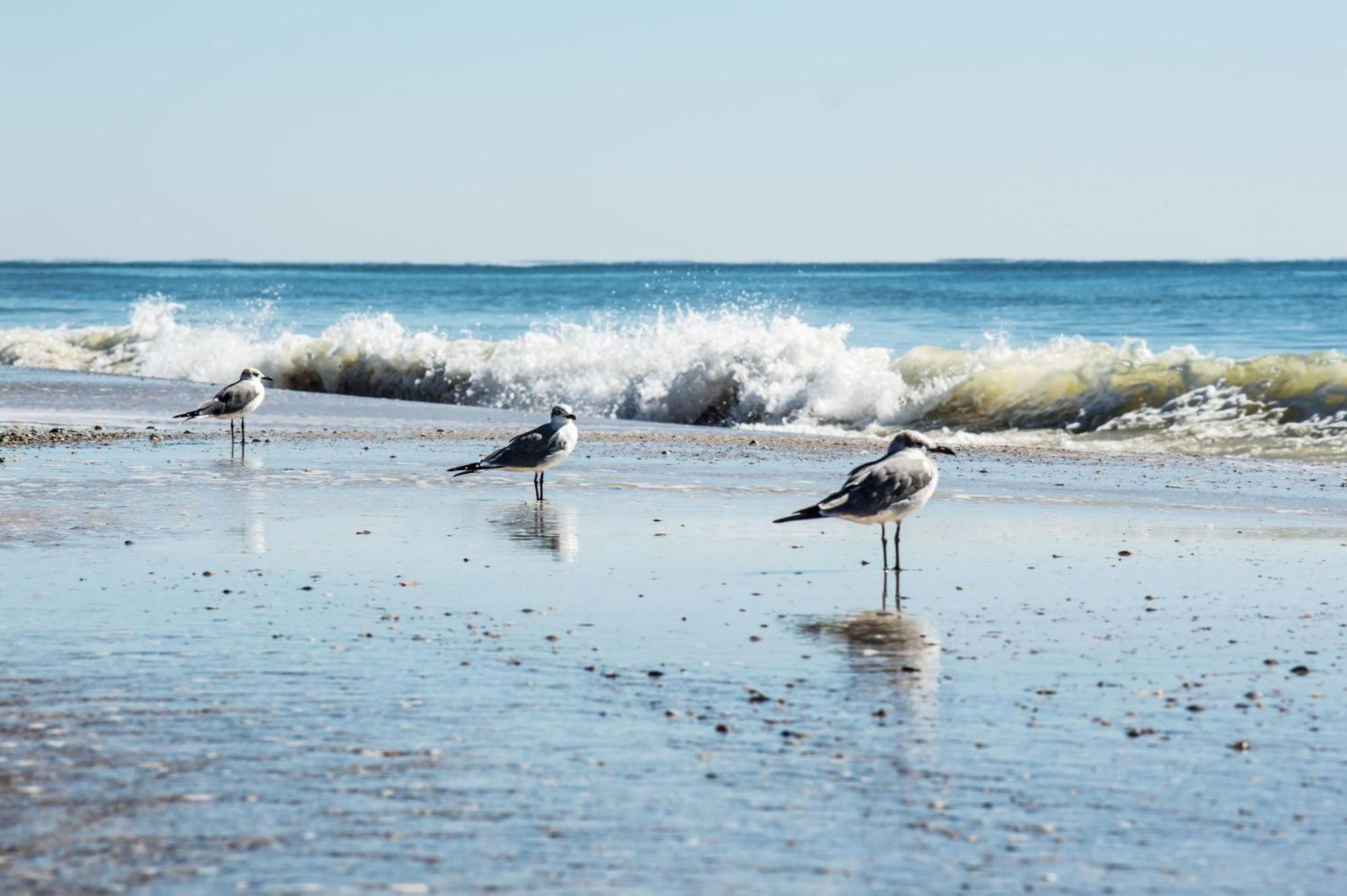 Cozy Condo Just Steps To The Beach, Unit 2 - Sleeps 4 Gulf Shores Eksteriør billede